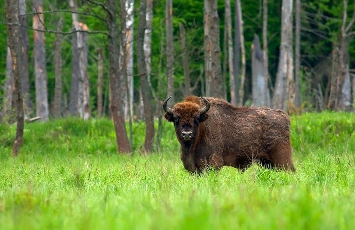 А что на это скажут зубры? 🦬 Убежище от городского шума 🌳 Лето в Беловежской пуще 😎